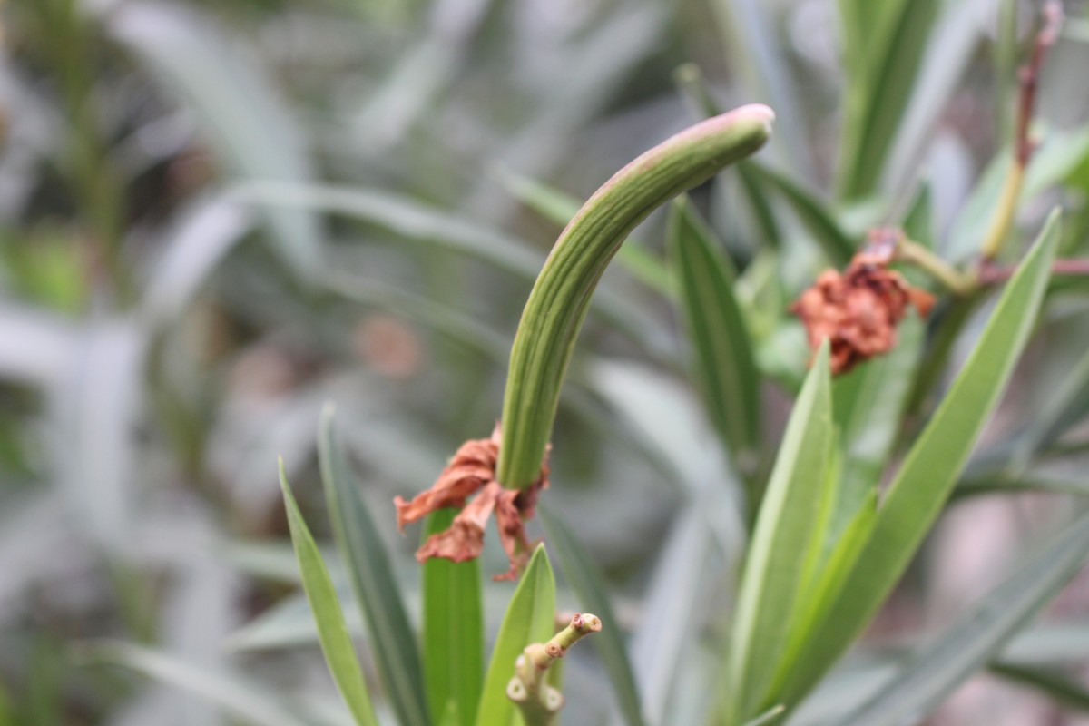 Nerium oleander L.